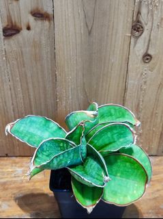Sansevieria dragonwing