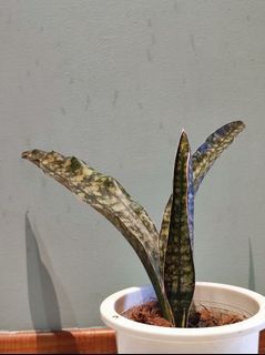 Sansevieria kirkii coppertone
