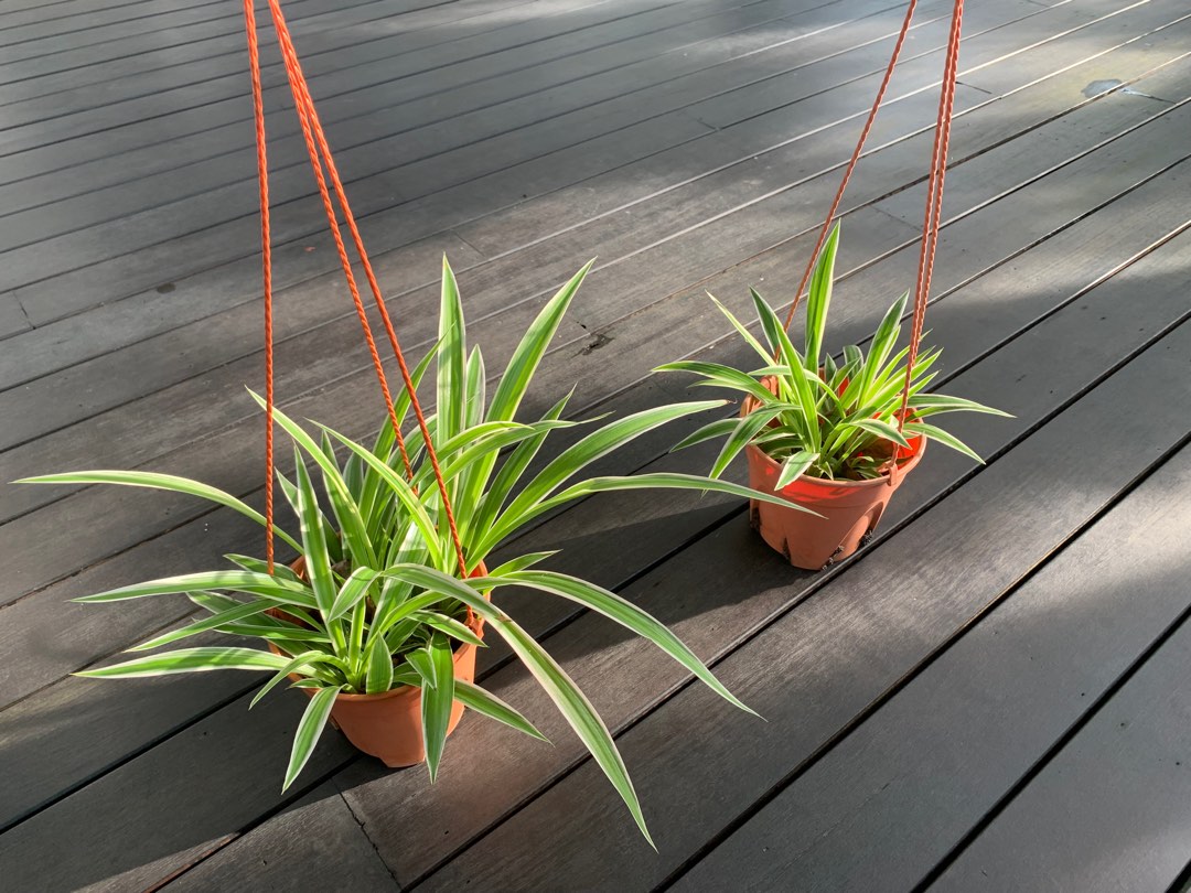Spider plants in plastic hanging pots, Furniture & Home Living