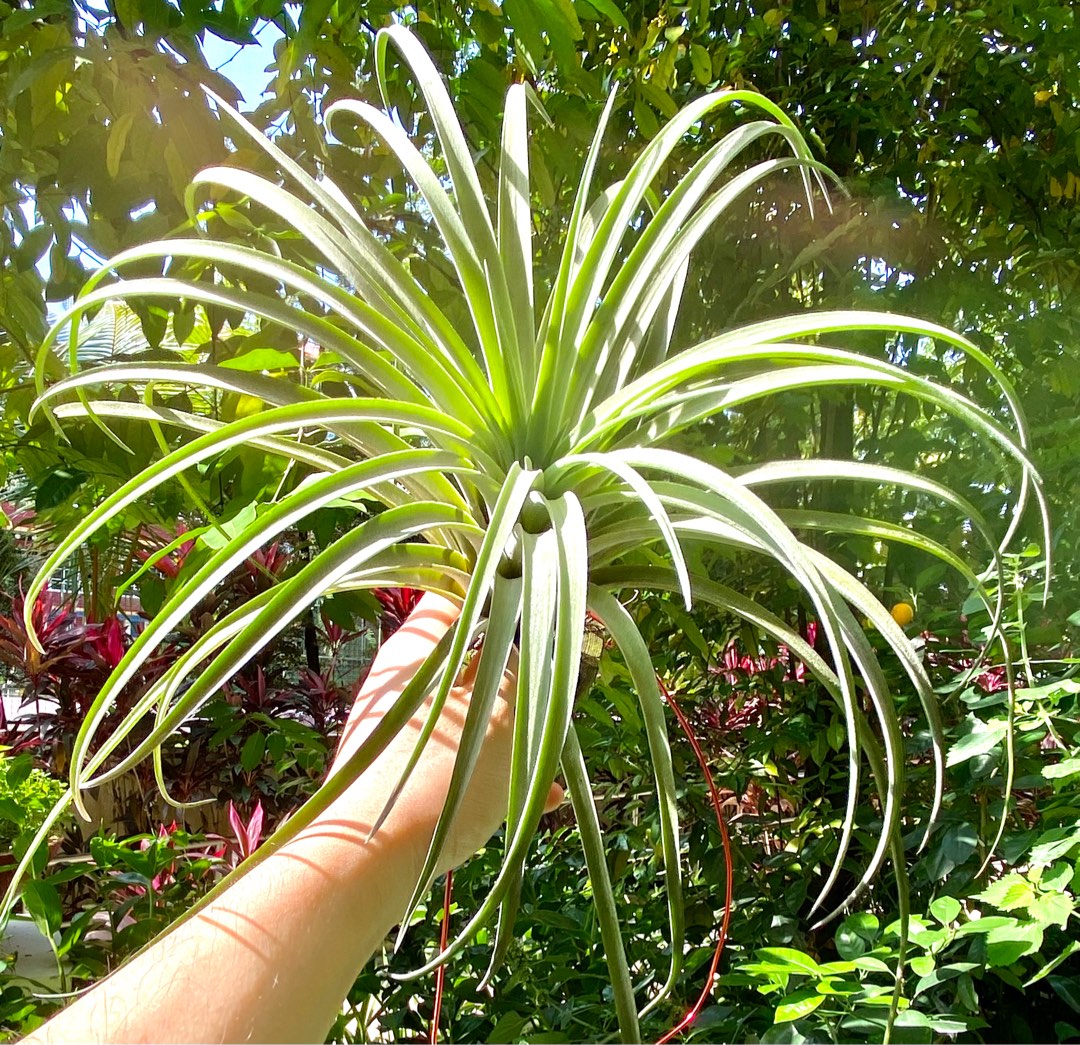 Tillandsia Calendar Girl riohondoensis X Ionantha Furniture Home