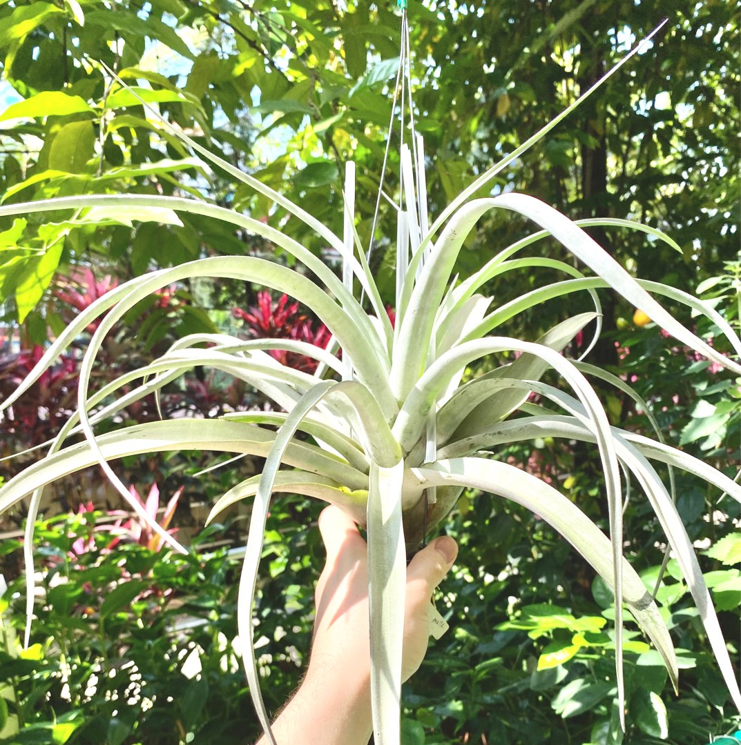 Tillandsia Silver Torch (Large), Furniture & Home Living, Gardening