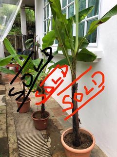 40 day Pisang Lemak. Two sold. Left one younger plants