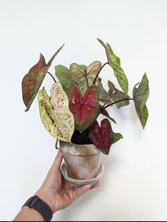 （分類：）位於 。 由 PHLPHL 提交（商品編號 1203962954，圖片 1）。簡介： 。