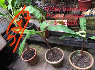 Plant