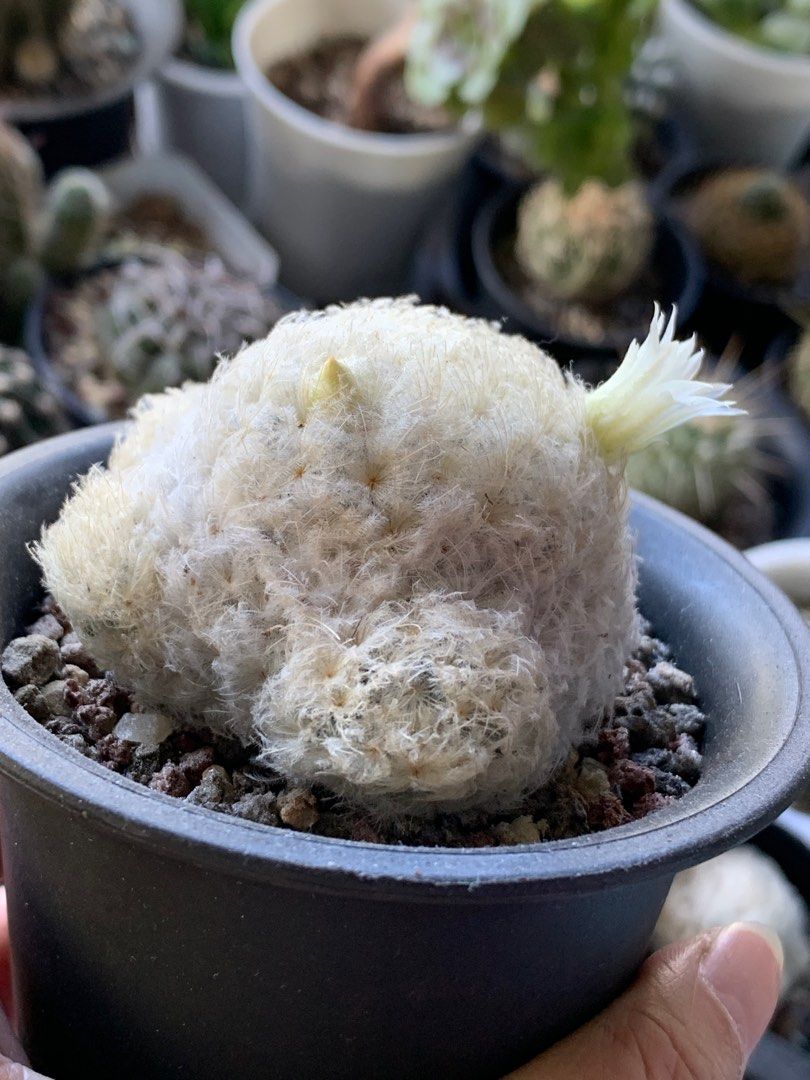 一物一拍乳突球屬仙人掌實生白星Mammillaria plumosa, 傢俬＆家居