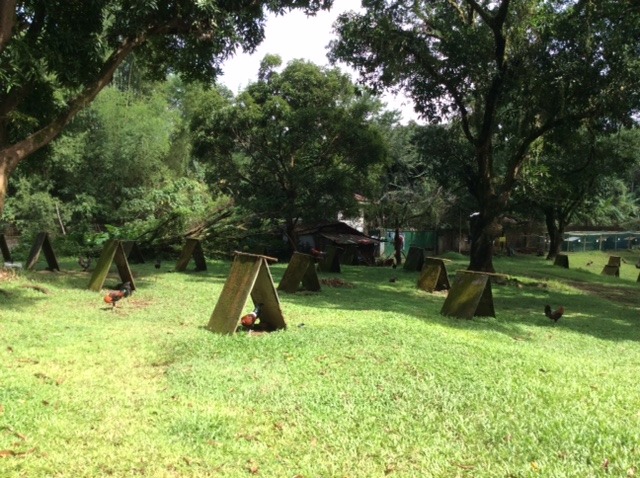 (Category: ) located in . Submitted by anne.reyes (Listing ID 1200431120, Image 1). Description: .