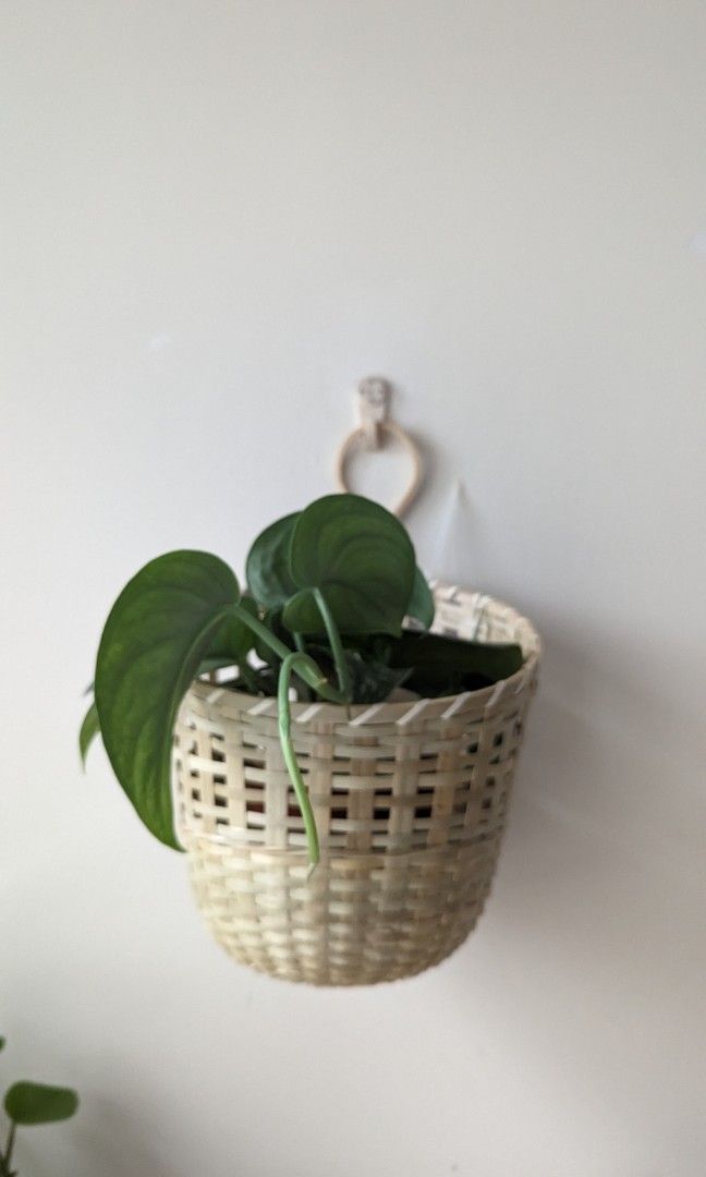 IKEA hanging basket plants garden, Furniture & Home Living, Home