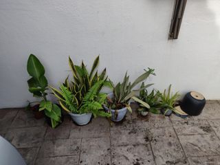 Plants with pots