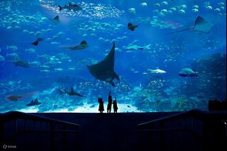 Sea Aquarium Tickets x 2 day pass for 10th Dec 2022