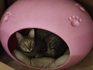 (Category: ) located in . Submitted by goodypets (Listing ID 1200381955, Image 1). Description: .