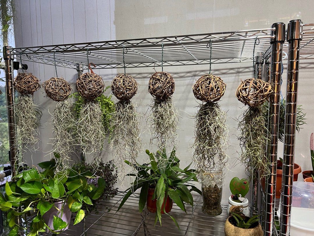 Spanish moss with rattan ball for sale! ( Tillandsia airplant air plant