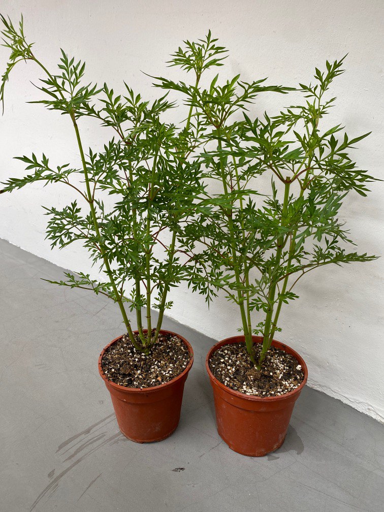 Ulam Raja Plant $12 each pot, Furniture & Home Living, Gardening ...