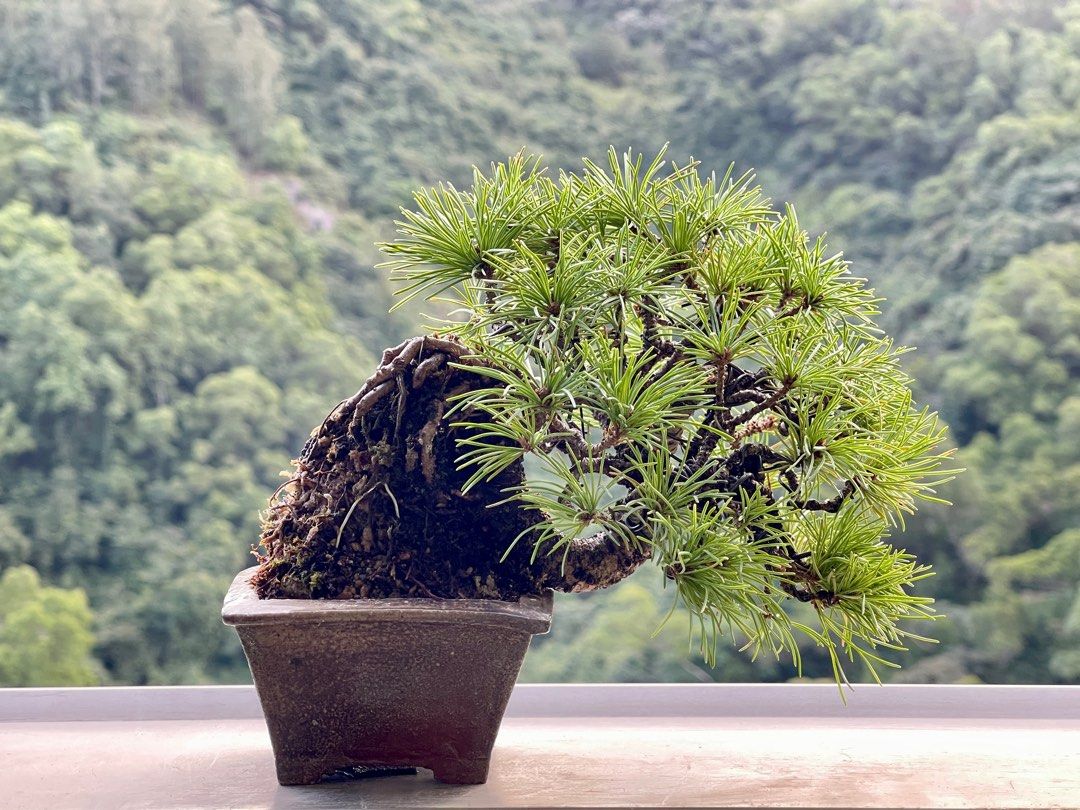 五葉松盆栽 那須五葉松 古木 実生 小品盆栽 樹高葉先まで14.5cm - 植物 