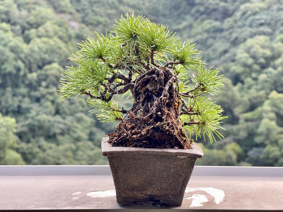 五葉松盆栽 那須五葉松 古木 実生 小品盆栽 樹高葉先まで14.5cm - 植物