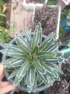 agave queen Victoria