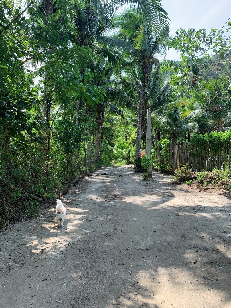 Beach Lot in Baler, Aurora, Property, For Sale, Lot on Carousell