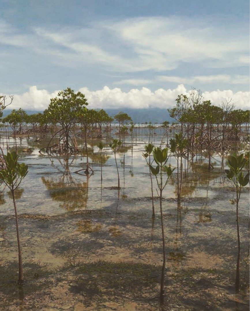 Beach Lot in Baler, Aurora, Property, For Sale, Lot on Carousell