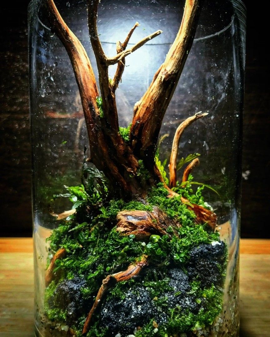 "Fallen" inert substrate, suitable for neocaradina shrimp, Furniture