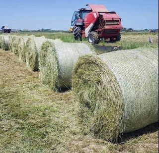 Hay for horses and caw