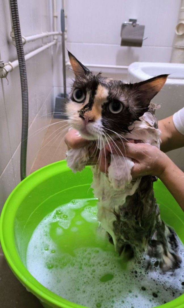 Mobile Cat Grooming (House visit), Lifestyle Services, Pet Care