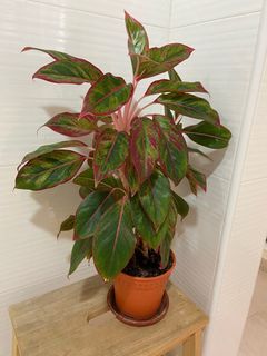 Red leaf plants (3 in a pot) plus plate