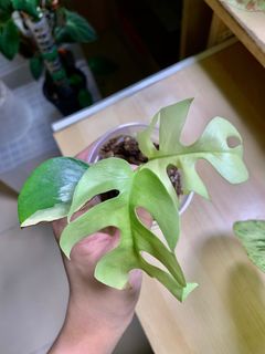 (Category: ) located in . Submitted by foliageandfins (Listing ID 1204372559, Image 1). Description: .
