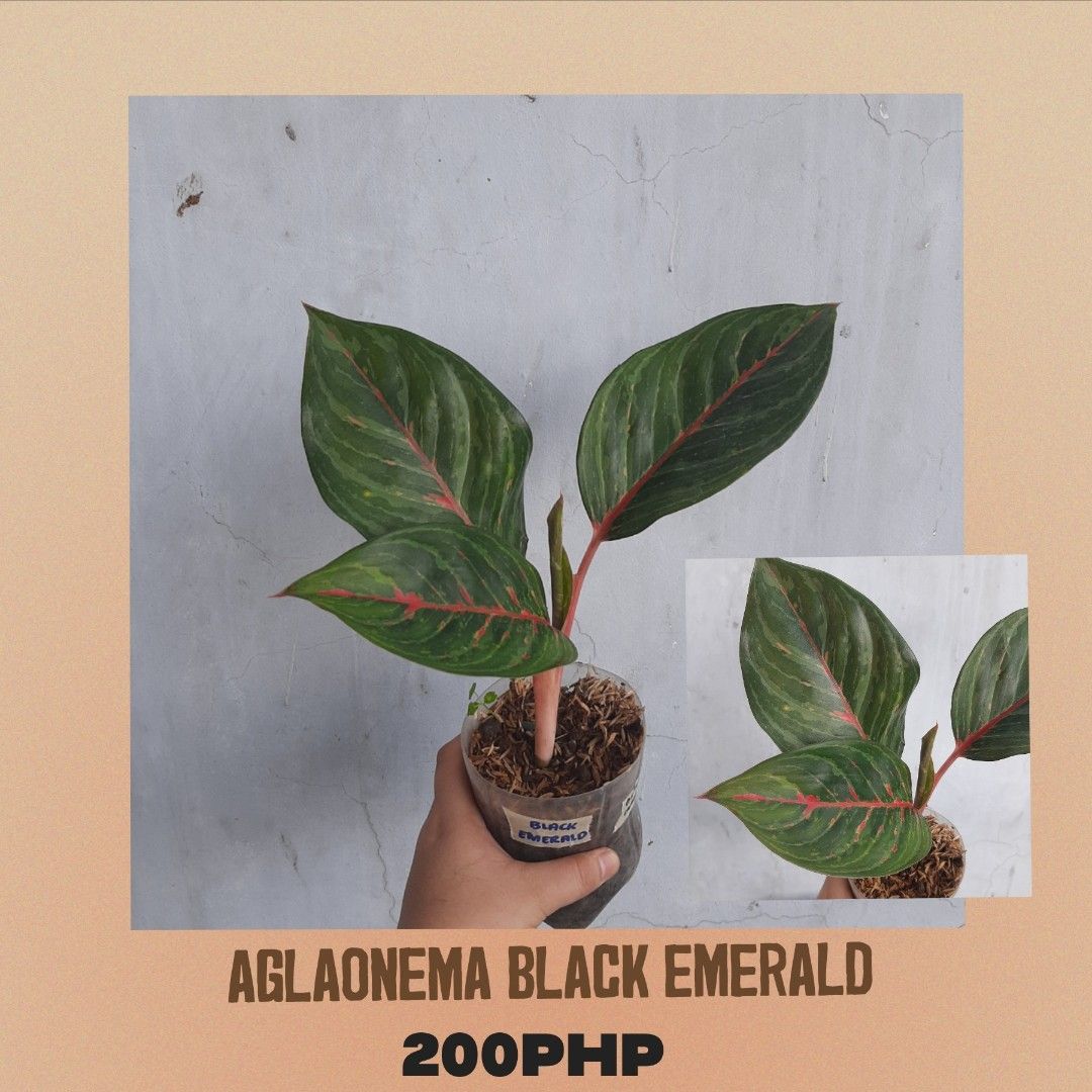 Aglaonema Black Emerald, Furniture & Home Living, Gardening, Plants ...