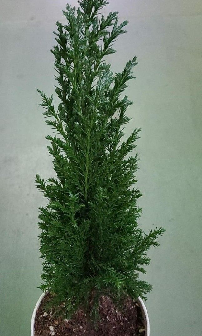 Cupressus Macrocarpa Monterey Cypress Christmas Tree plant, Furniture