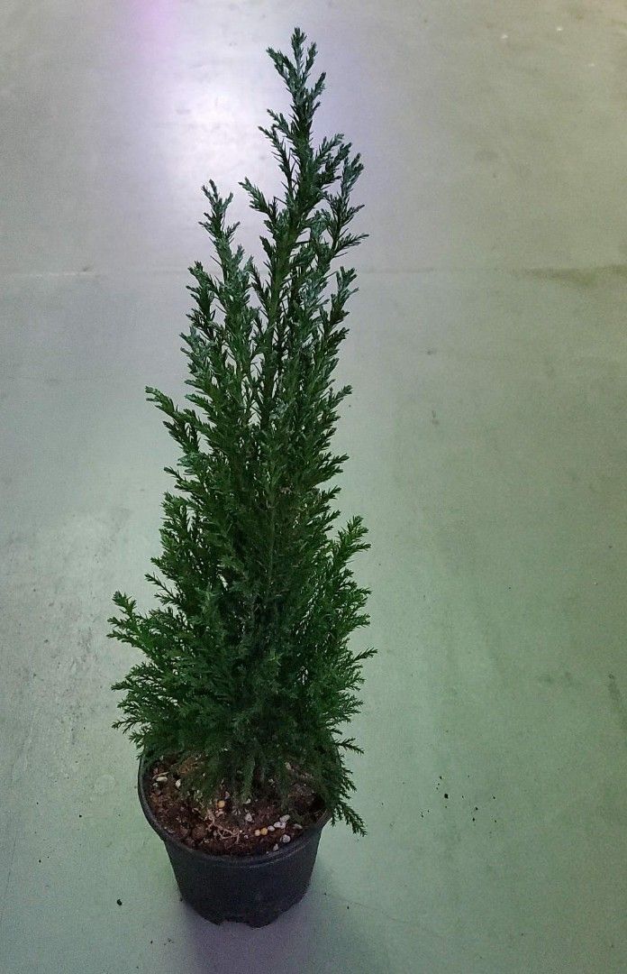 Cupressus Macrocarpa Monterey Cypress Christmas Tree plant, Furniture