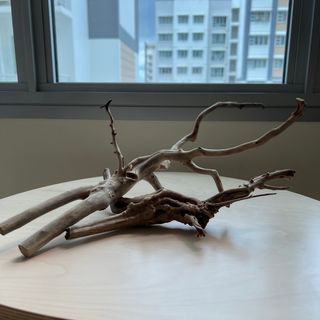 Drift Wood (Suitable for Aquariums/ Aquascape)