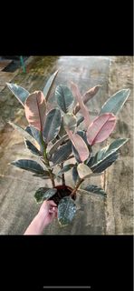 (Category: ) located in . Submitted by fruityflorist (Listing ID 1204553853, Image 1). Description: .
