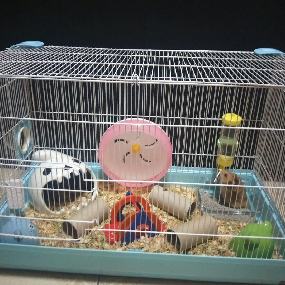 My Hamsters Already Swapping The Tiny Tales Cage Out, I'm, 57 OFF