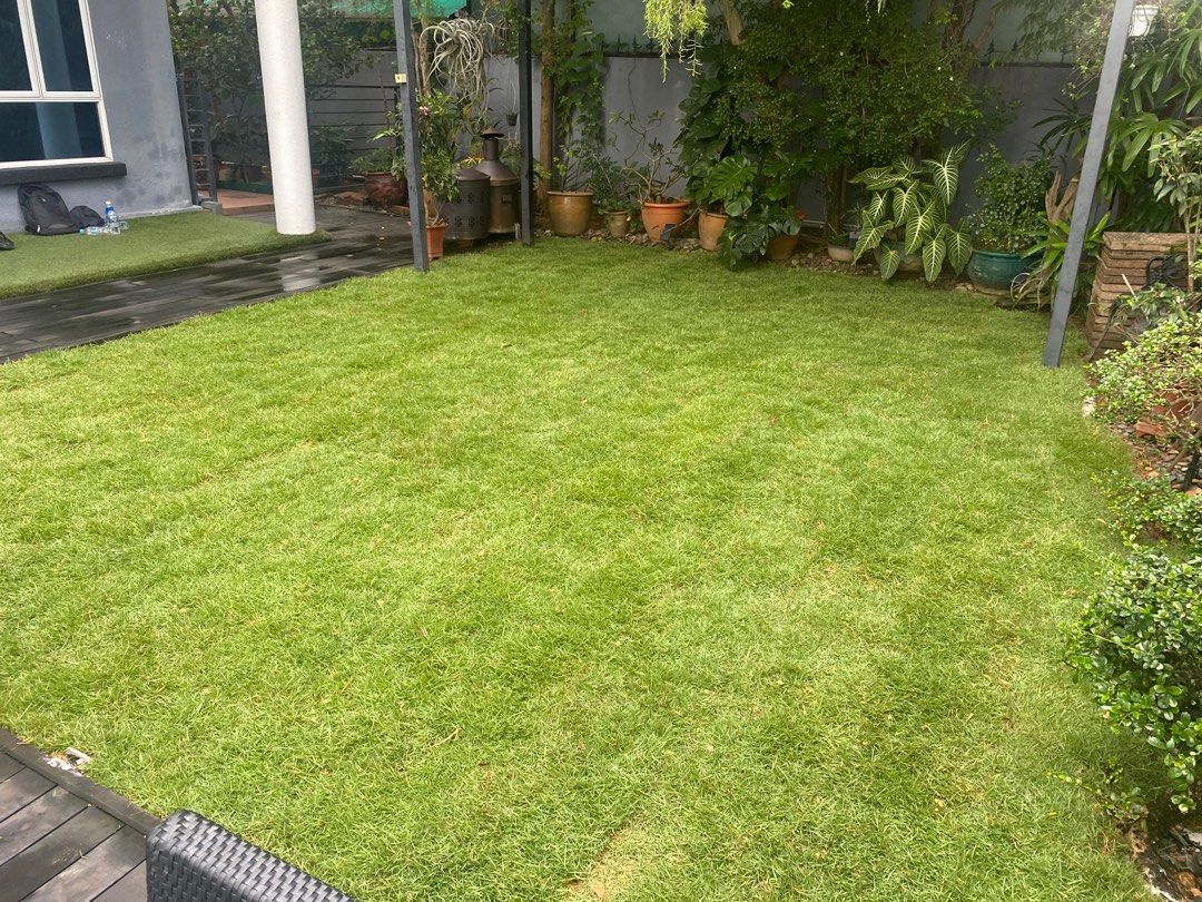 Natural carpet grass64884983993601110