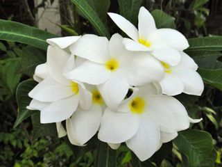 Plumeria pudica