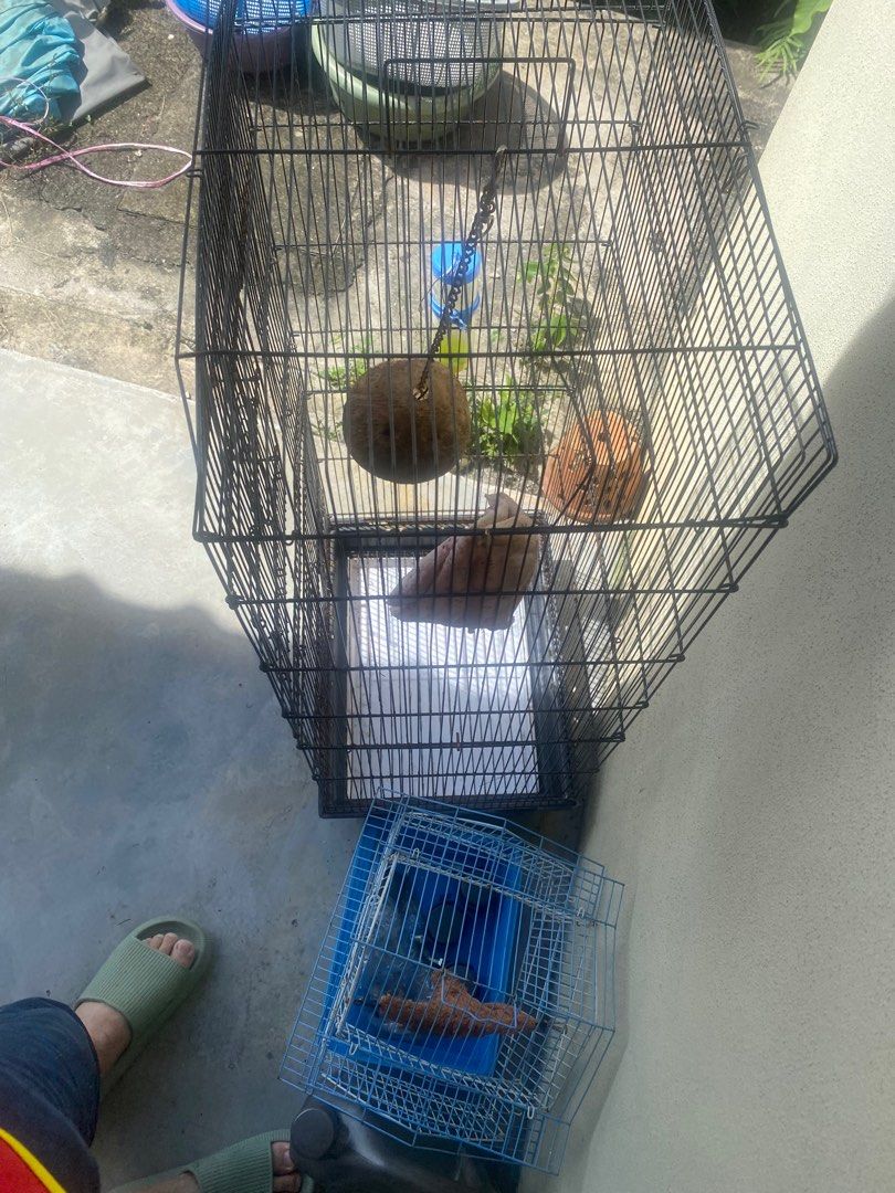 Sangkar burung, Pet Supplies, Homes & Other Pet Accessories on Carousell