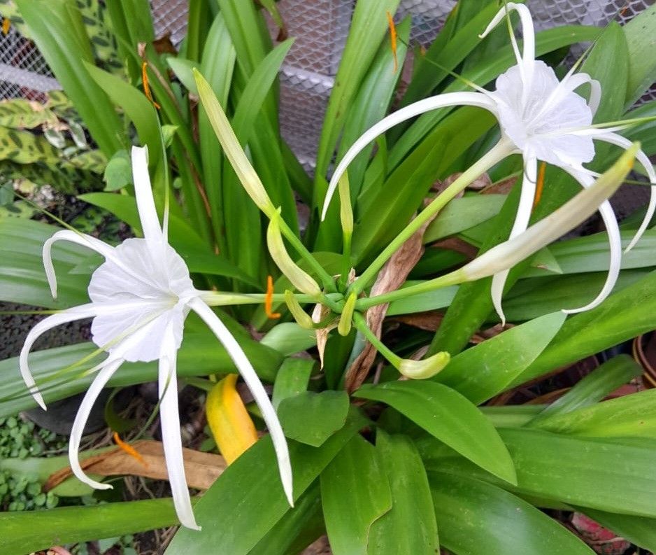 10-astonishing-spider-plant-benefits-chlorophytum-comosum