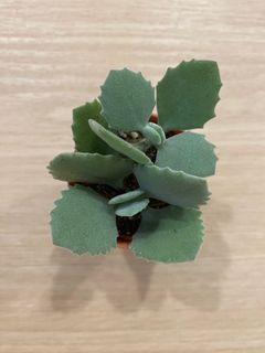 (Category: ) located in . Submitted by priscshop (Listing ID 1204598792, Image 1). Description: .
