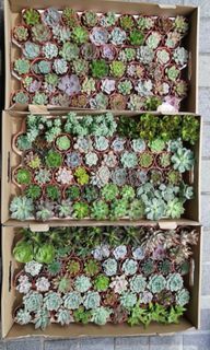 Succulents