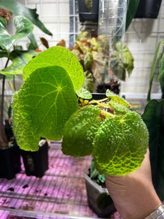 （分類：）位於 。 由 raffasy89 提交（商品編號 1204684545，圖片 1）。簡介： 。