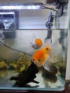 (Category: ) located in . Submitted by dillen17 (Listing ID 1204727677, Image 1). Description: .
