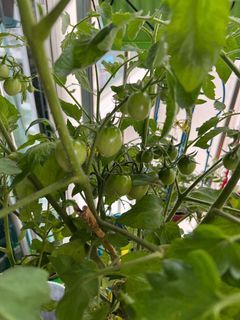 Organic Tomato plant in pot