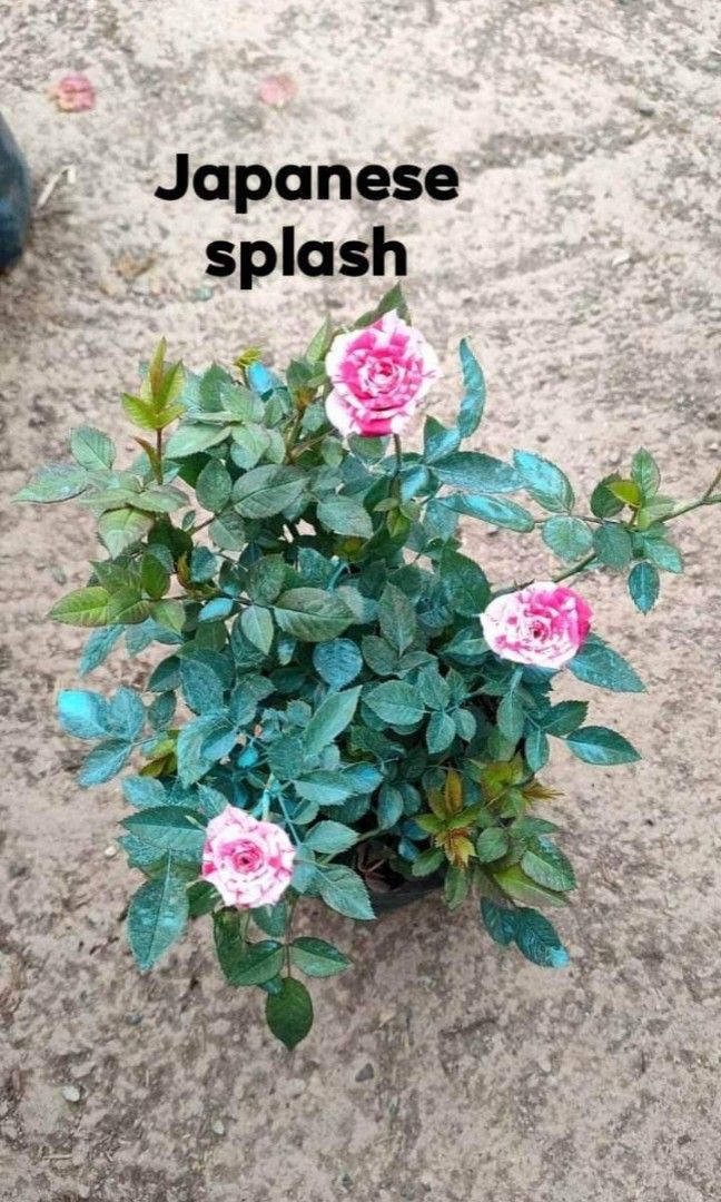 piti mini rose varieties (Category: Plants & Seeds) located in La Trinidad. Submitted by stacyhd (Listing ID 1204795252, Image 1). Description: piti mini rose(small petals) location:la trinidad, benguet.