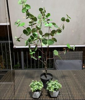 Artificial Eucalyptus Plant 90+cm