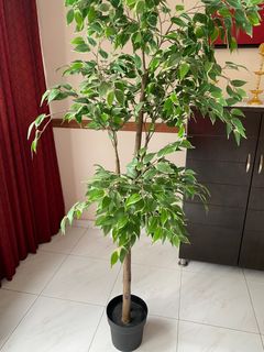 (Category: ) located in . Submitted by suchitra_s (Listing ID 1203855416, Image 1). Description: .