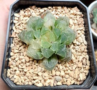 Haworthia Cooperi "Ice Soul" variegated 7cm pot