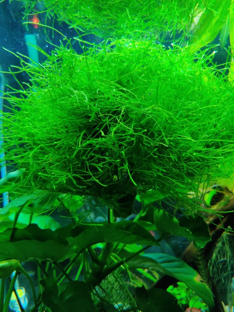 Java moss, flame moss (Category: Homes & Other Pet Accessories) located in Singapore. Submitted by worddict (Listing ID 1204962076, Image 1). Description: $1 and up. selling excess plants. as and when available. currently available: none. the amount I sell and the quantity you get will be based on what I have on hand. but will be more than what you get at the shops. I sell excess to support my hobby, not to make a profit. you have to accept that 