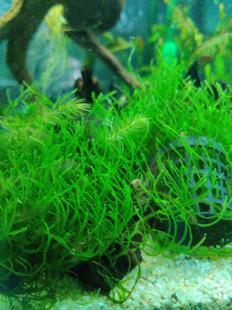 Java moss, flame moss (Category: Homes & Other Pet Accessories) located in Singapore. Submitted by worddict (Listing ID 1204962076, Image 2). Description: $1 and up. selling excess plants. as and when available. currently available: none. the amount I sell and the quantity you get will be based on what I have on hand. but will be more than what you get at the shops. I sell excess to support my hobby, not to make a profit. you have to accept that 