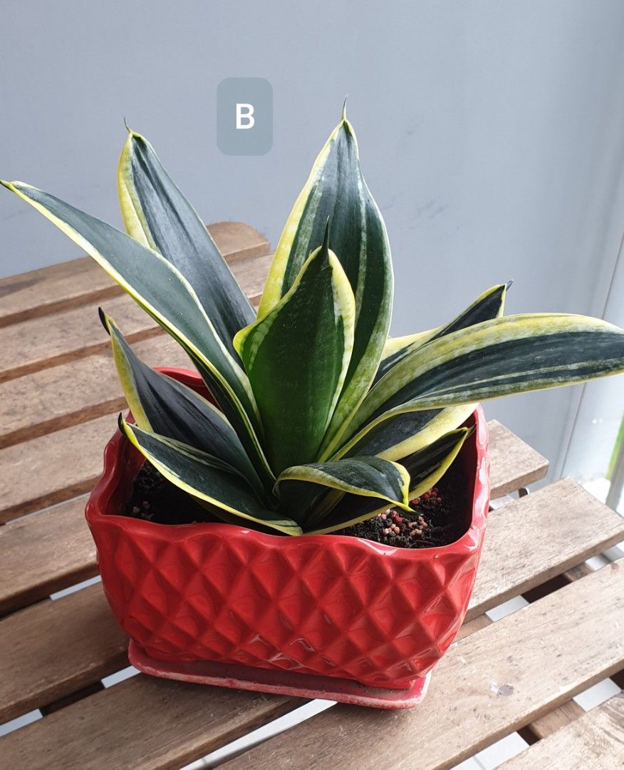 Snake Plants (currently only 2 pots still available), Furniture & Home