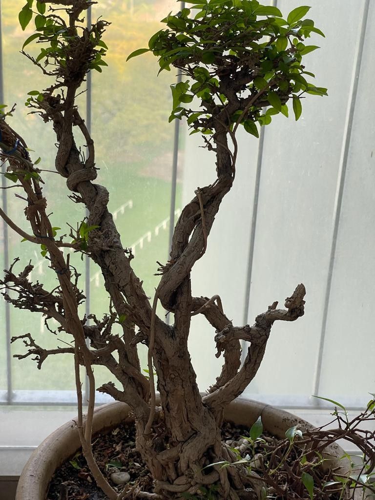 Sui Mui Bonsai Plant, Furniture & Home Living, Gardening, Plants