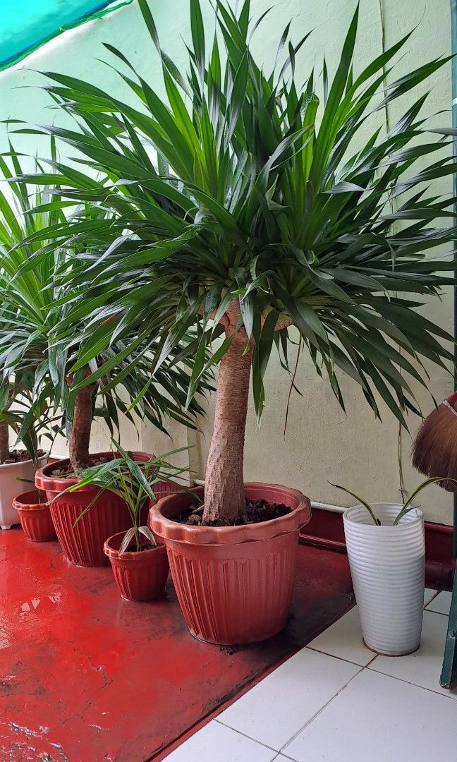 Yucca plant for sale, Furniture & Home Living, Gardening, Plants